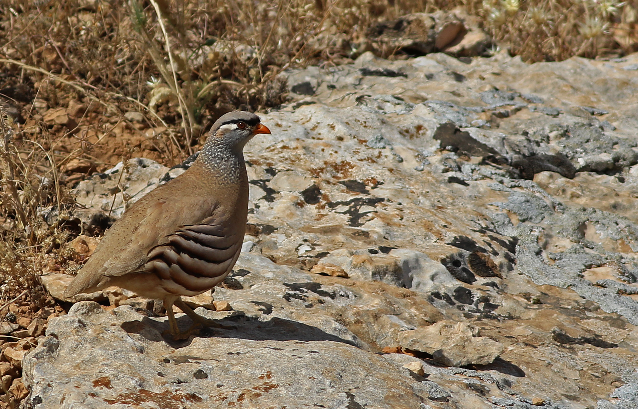 See-see Partridge